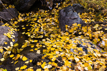 follen leaves