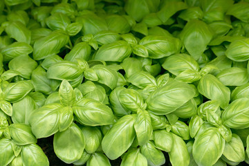 fresh basil plant. Italian organic aromatic leaves (copy space on the top of image)