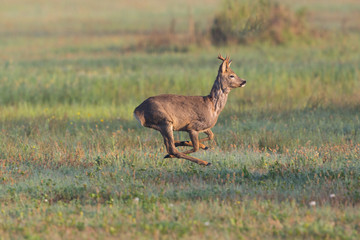 running young roebuck (capreolus) in green grass