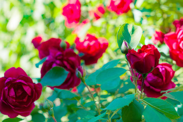 Lot of fresh red roses on twig in sunny day. Toned. St. Valentine's Day concept