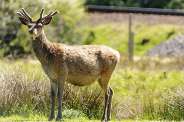 Red Deer. A solitary Red Deer stag, Cervus elaphus scoticus, near the railway line at Kildonan, Sutherland Scotland.