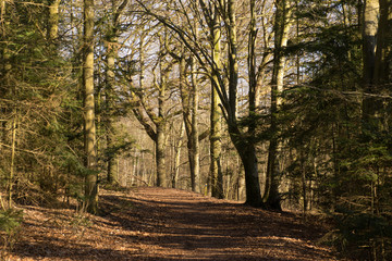 View through the spring forest an early morning