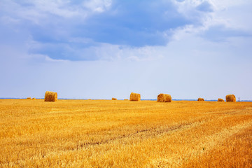 Fototapeta premium haystacks after harvest on the field