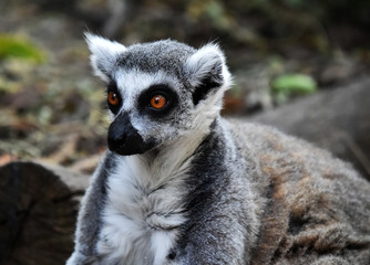 Fototapeta premium lemur de cola anillada
