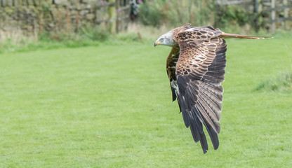 Kite flight