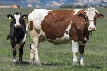 Cow With Calf On Pasture