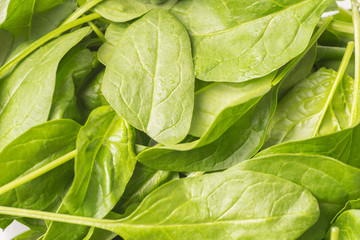 Fresh Baby spinach leaves