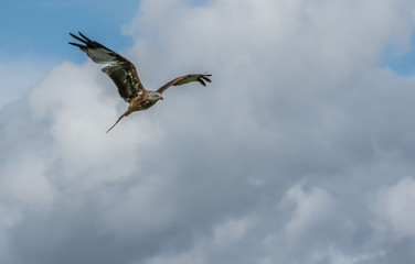 soaring high