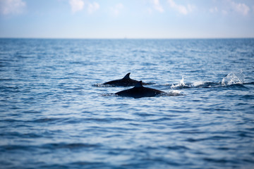 Pair  Bottlenose dolphins