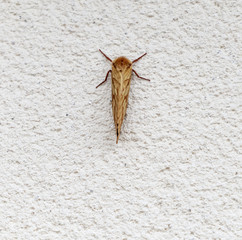 Ghost Moth. An image of the Ghost Moth, Hepialus humuli, also know as the Ghost Swift, at rest on a white wall during the day.