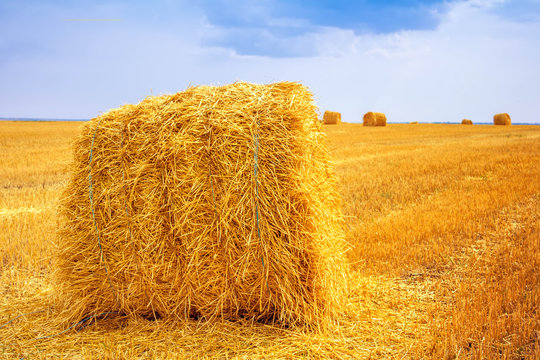 haystacks after harvest on the field