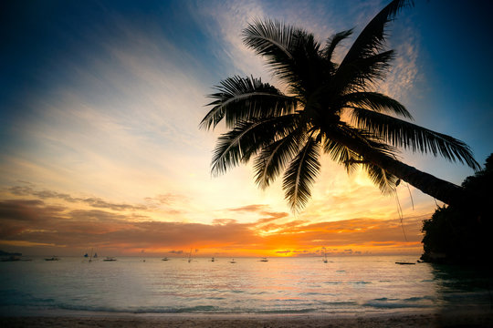 Coconut palm tree over blurry sunset ocean