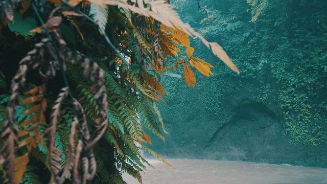 Closeup of jungle fern plants by beautiful tropical waterfall in Bali, Indonesia