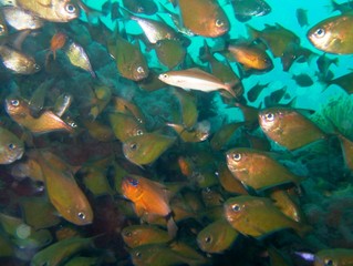Plongée Philipines