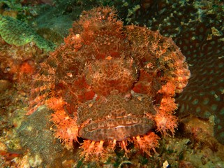Plongée Philipines