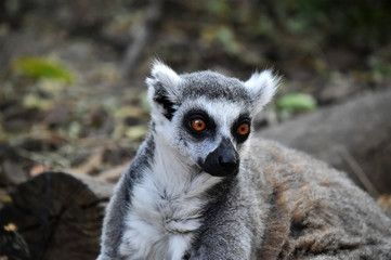 lemur