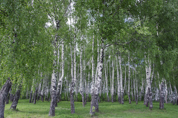 birches