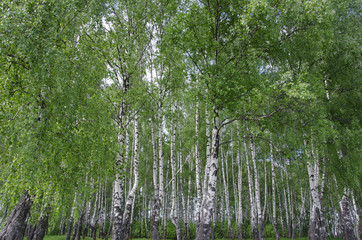 birches