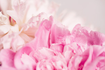Delicate pink petals of the peony. Morning, relaxation, macro