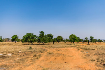 View of a dry landscape with a lot of fig tree in a rural village dry field.