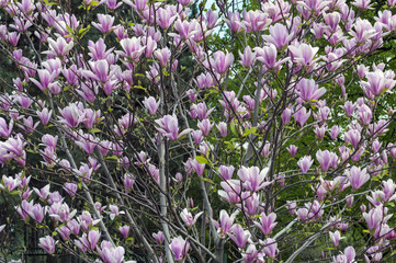 Magnolia - colorful blooming spring flowers of bushes and trees