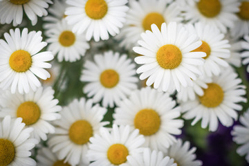 Camomile flower close-up on a blurred background of other chamomiles, soft focus with shallow depth of field