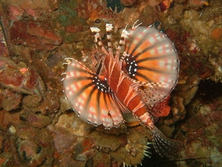 Plongée Philipines