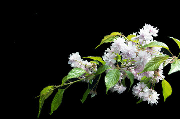 Sacura Flowers on black background - colorful blooming spring flowers of bushes and trees