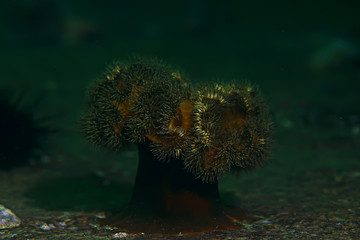 texture of the sea anemone macro tentacles corals
