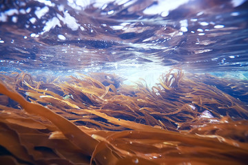 sea water texture, underwater background