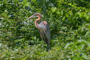 Airone rosso che sta osservando nascosto nel bosco