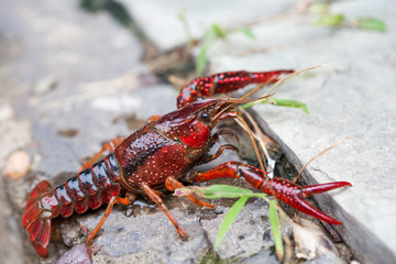 Crayfish in nature