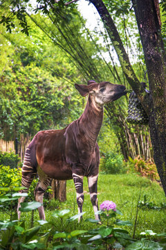 Okapi Eats Breakfast At Disney's Animal Kingdom [DSC_3016]