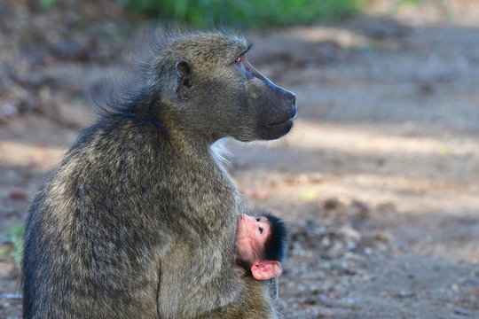 just born cute young baby of chacma babbon in South Africa, region Sukuza