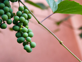 Grapes on a pink background.