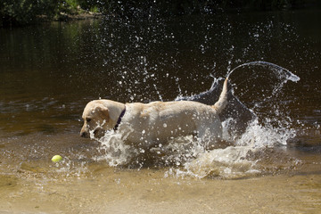 Labrador speelt met bal in het water