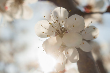 apricot flowers close up