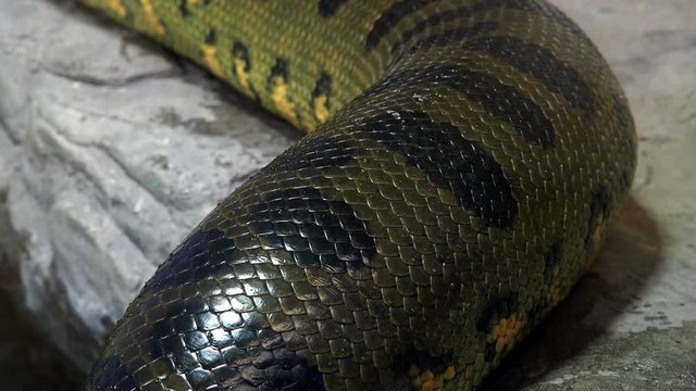 Green anaconda (Eunectes murinus). Big snake. 4k resolution