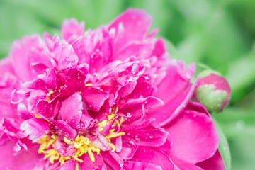 peony on green background