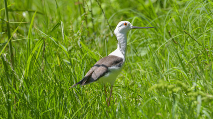 Naklejka premium Cavaliere d'Italia in primo piano, tra l'erba verde