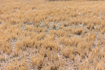 Obraz premium Indian paddy straw at close view looking awesome in a Indian paddy farming field.
