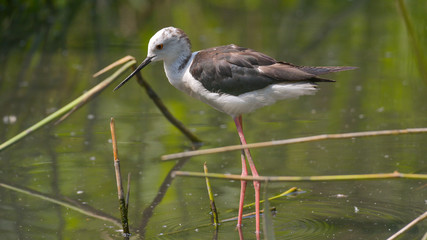 Primo piano di un Cavaliere d'Italia, in cerca di cibo nello stagno, in estate