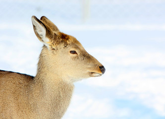 Portrait of a deer female in profile. Head of a wild animal against a background of white snow in winter. Horizontal image.