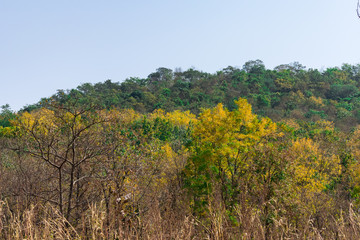 Close view of Indian forest trees  autumn  in rocky mountain looking awesome in summer season.