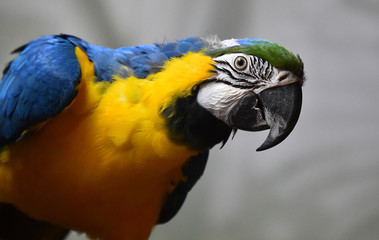 guacamayo