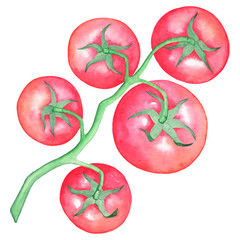 Hand draw red tomatoes on a branch, separately, a white background. Watercolor illustration