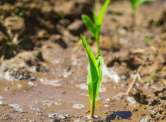 corn sprouts field