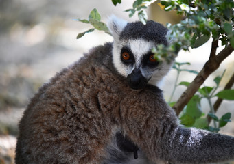 Lemur