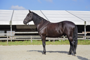 cheval noir croisement Alençon et pur sang arabe
