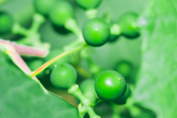 green macro grapes